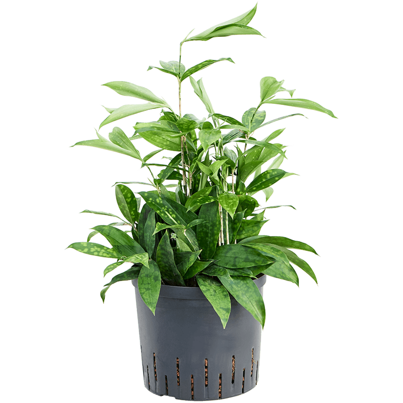 Dracaena surculosa