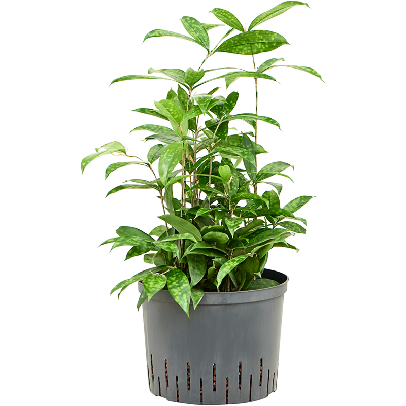 Dracaena surculosa