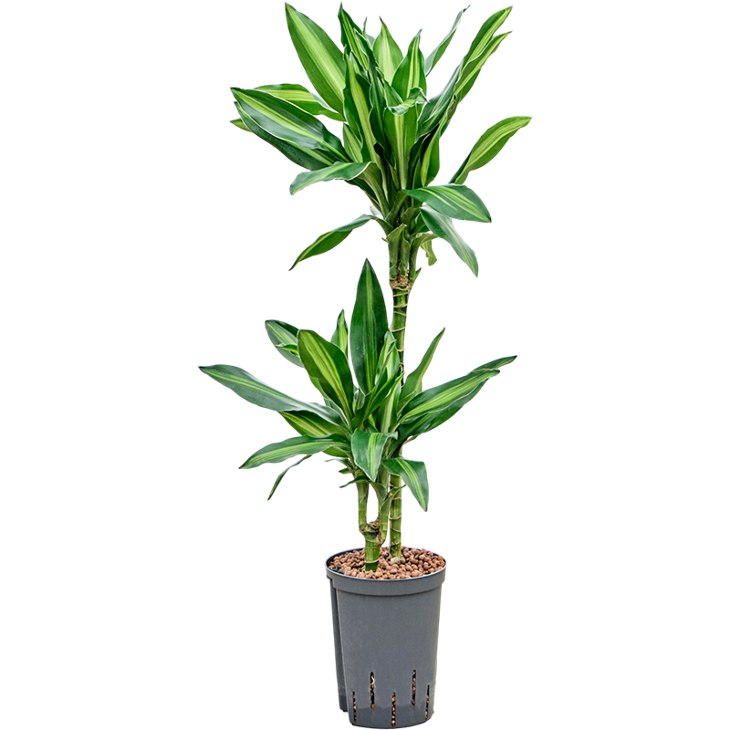 Dracaena fragrans 'Silindo'