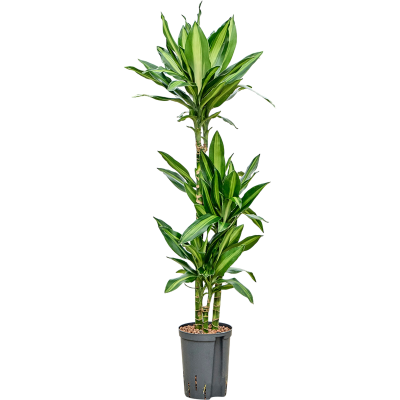 Dracaena fragrans 'Silindo'