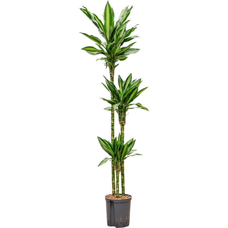 Dracaena fragrans 'Silindo'
