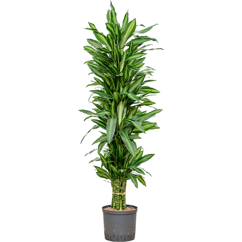 Dracaena fragrans 'Silindo'