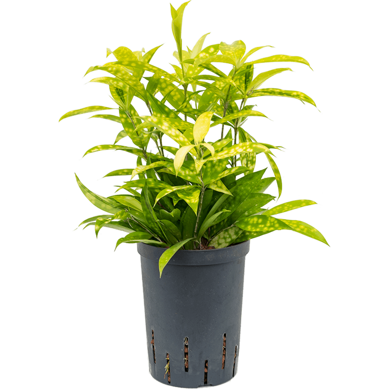 Dracaena surculosa 'Mike'