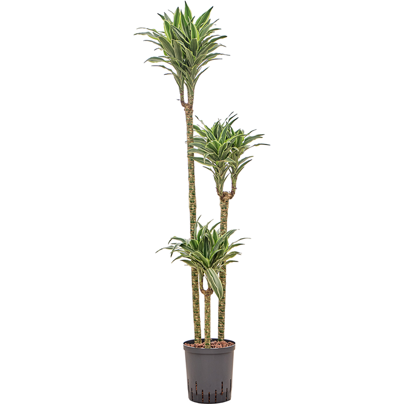 Dracaena deremensis 'Surprise'
