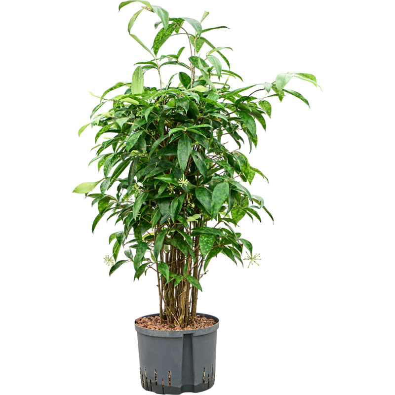 Dracaena surculosa