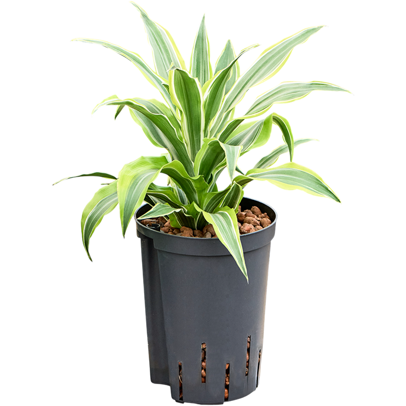 Dracaena fragrans 'Surprise'
