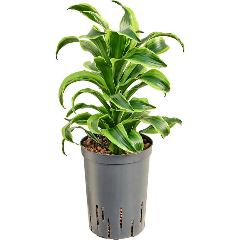 Dracaena fragrans 'Tornado'