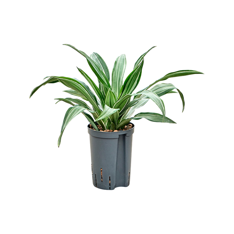 Dracaena fragrans 'Ulises'