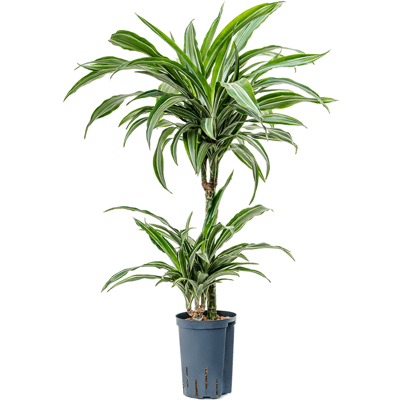 Dracaena fragrans 'Ulises'