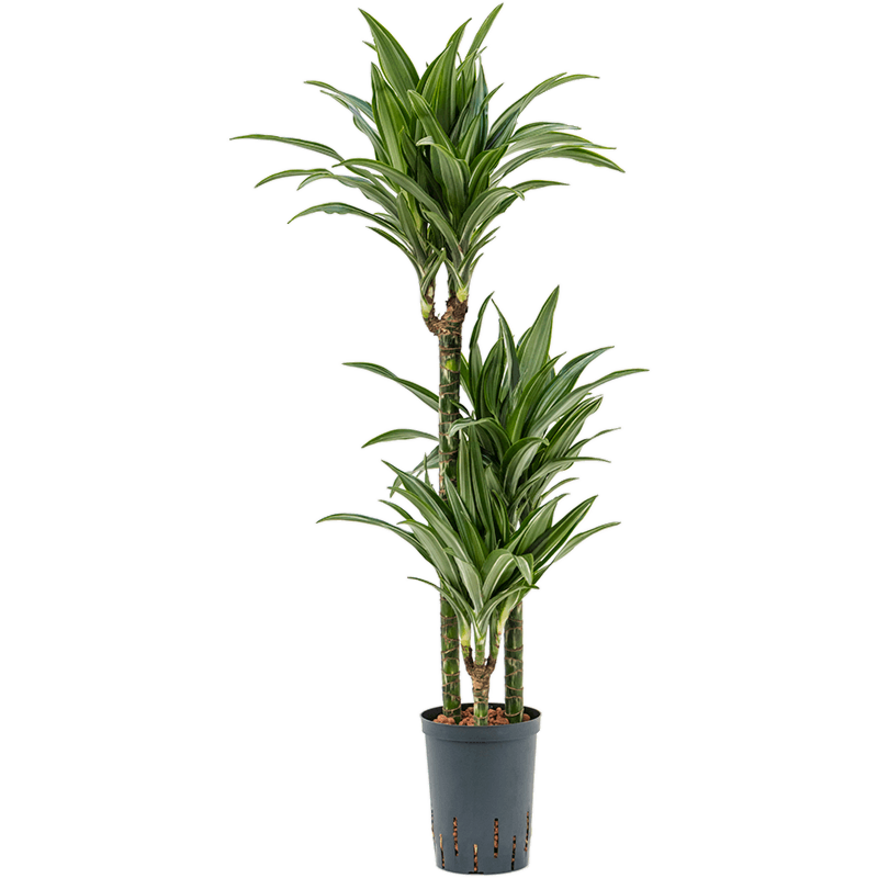 Dracaena fragrans 'Ulises'