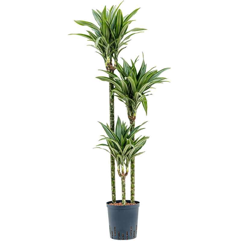 Dracaena fragrans 'Ulises'