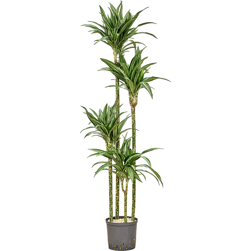 Dracaena fragrans 'Ulises'