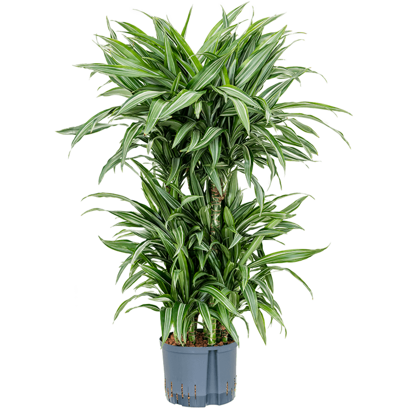 Dracaena fragrans 'Ulises'