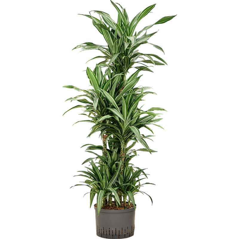 Dracaena fragrans 'Ulises'
