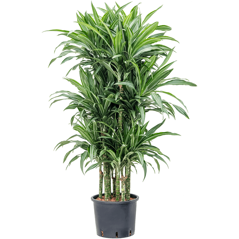 Dracaena fragrans 'Ulises'