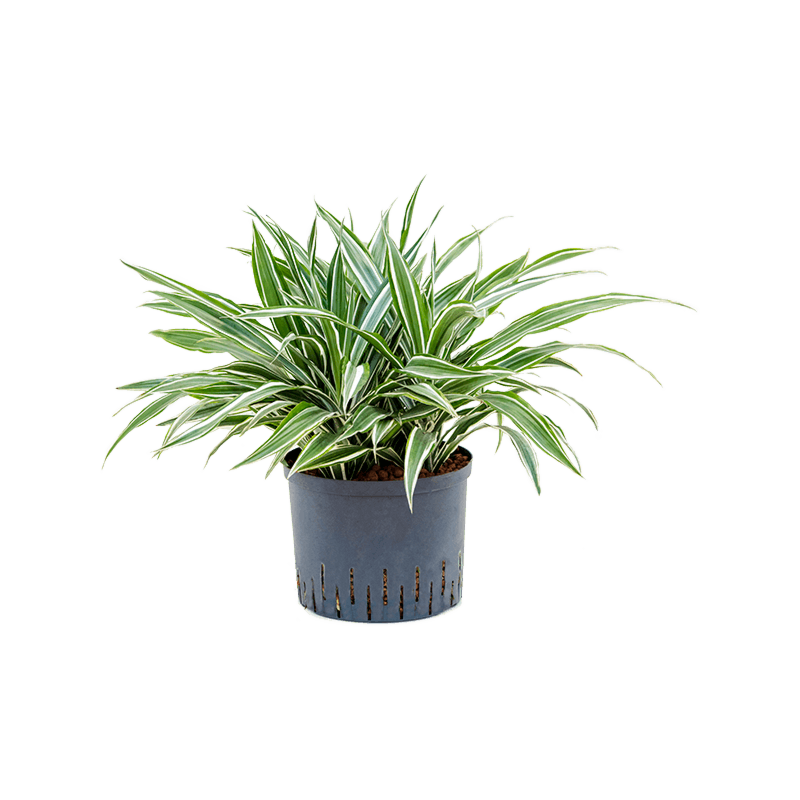 Dracaena deremensis 'White Stripe'