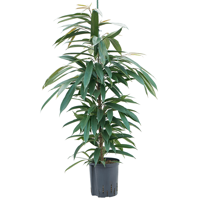 Ficus binnendijkii 'Amstel King'