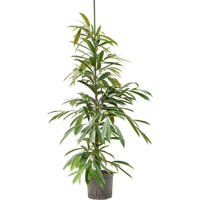 Ficus binnendijkii 'Amstel King'