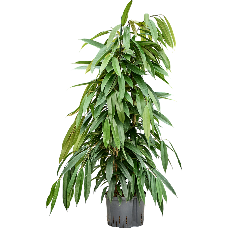 Ficus binnendijkii 'Amstel King'