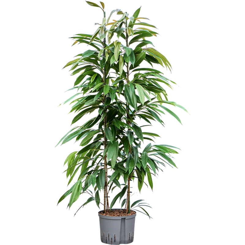 Ficus binnendijkii 'Amstel King'