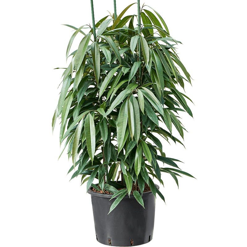Ficus binnendijkii 'Amstel King'