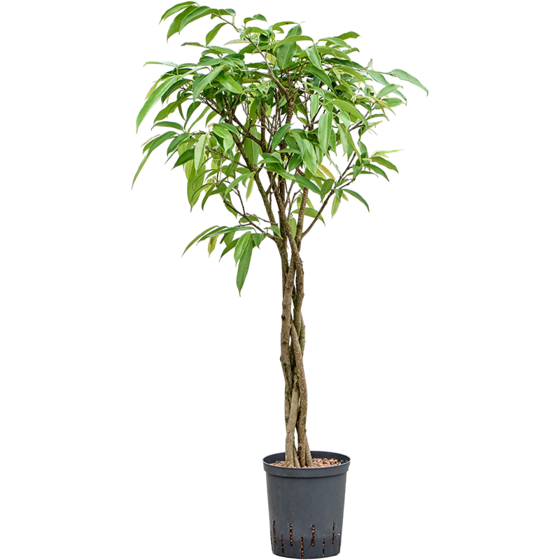 Ficus binnendijkii 'Amstel King'