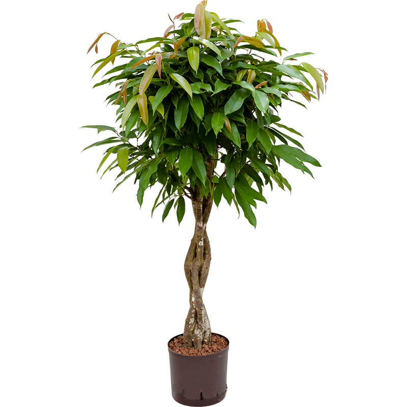 Ficus binnendijkii 'Amstel King'