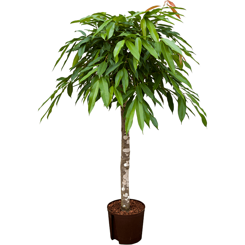 Ficus binnendijkii 'Amstel King'