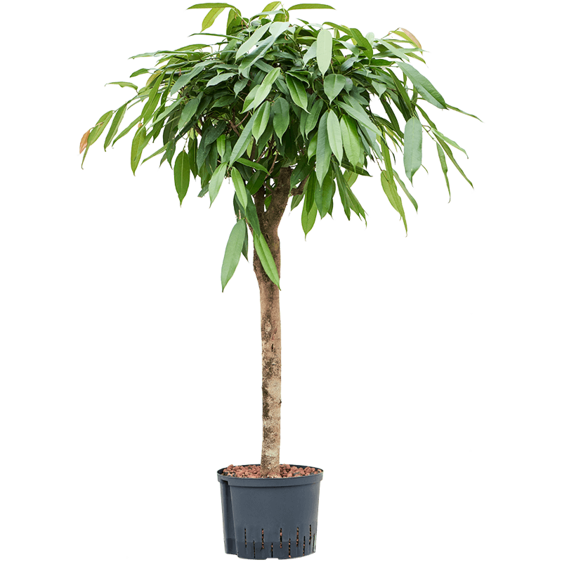 Ficus binnendijkii 'Amstel King'