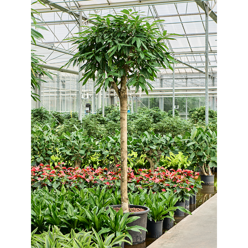 Ficus binnendijkii 'Amstel King'