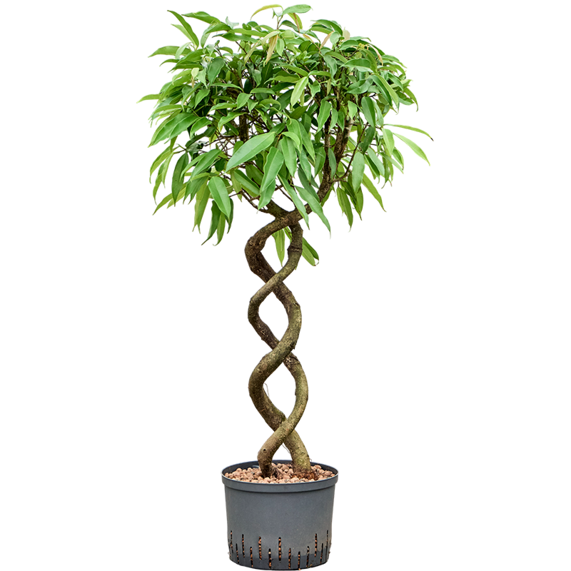 Ficus binnendijkii 'Amstel King'