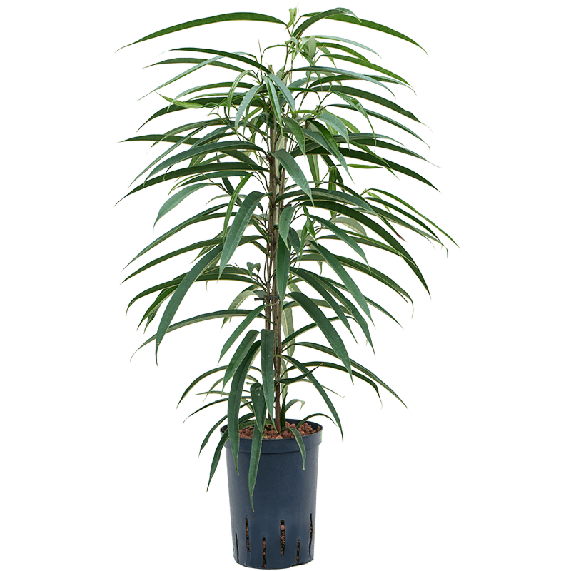 Ficus binnendijkii 'Alii'