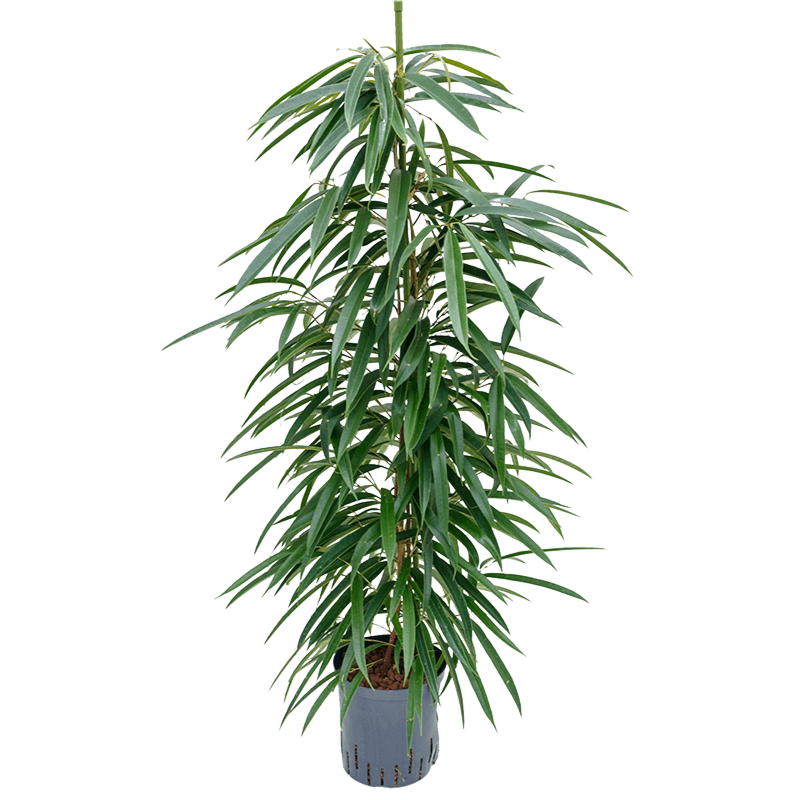 Ficus binnendijkii 'Alii'