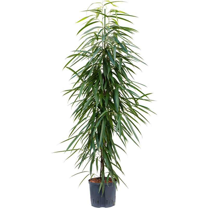 Ficus binnendijkii 'Alii'
