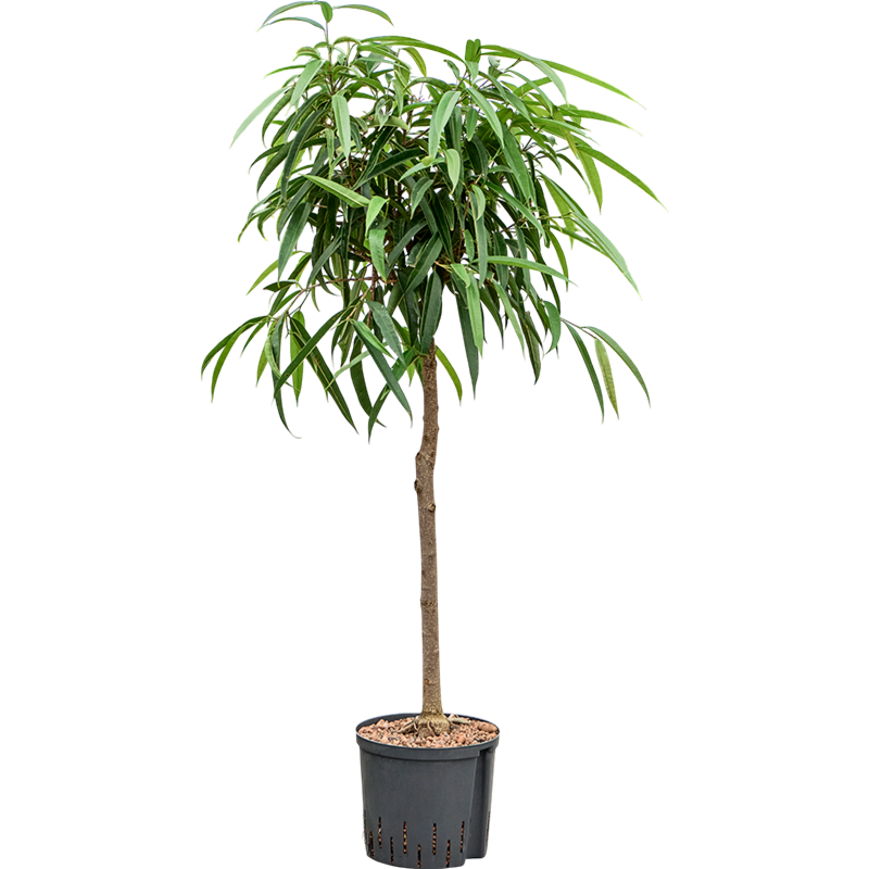 Ficus binnendijkii 'Alii'