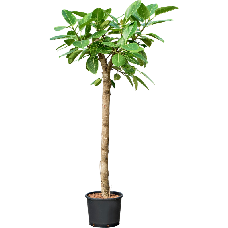 Ficus altissima