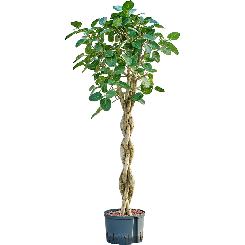 Ficus benghalensis 'Audrey'