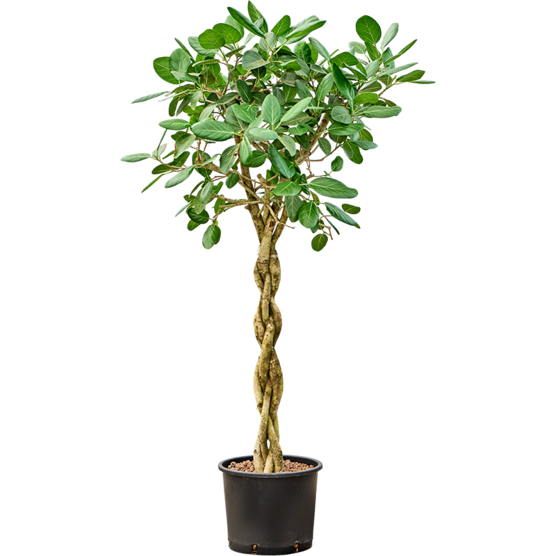 Ficus benghalensis 'Audrey'