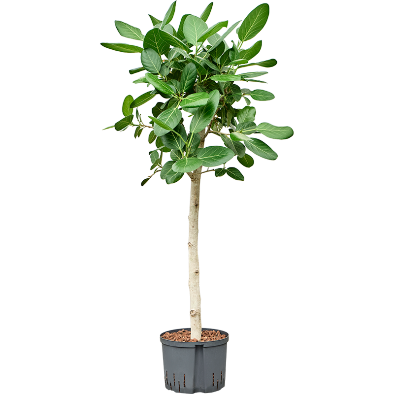 Ficus benghalensis 'Audrey'
