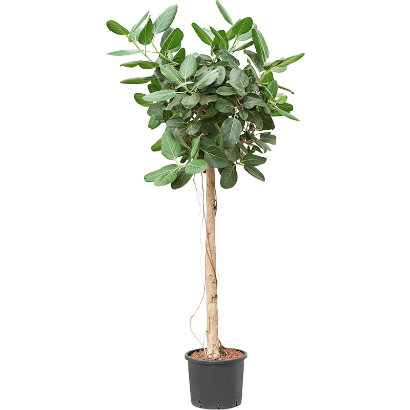 Ficus benghalensis 'Audrey'