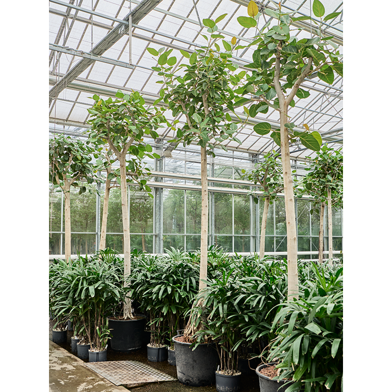 Ficus benghalensis 'Audrey'