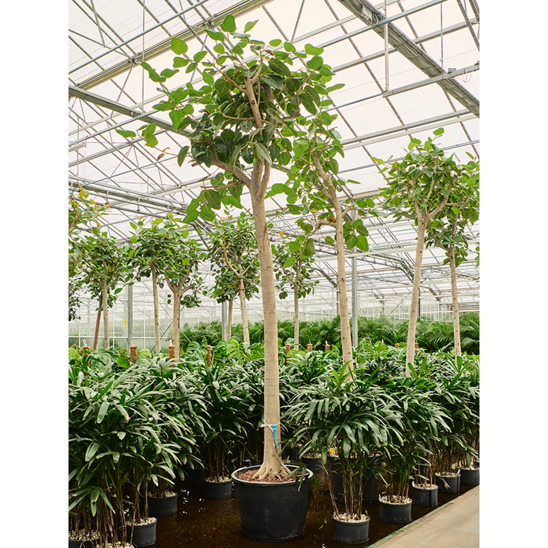 Ficus benghalensis 'Audrey'