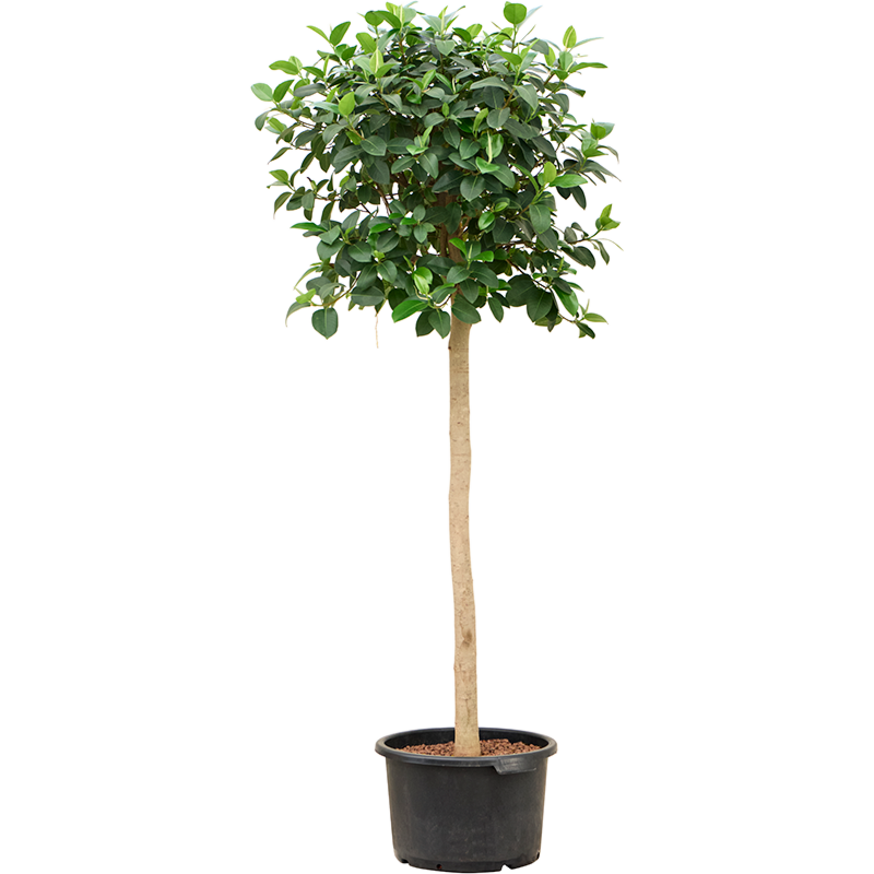 Ficus rubiginosa 'Australis'