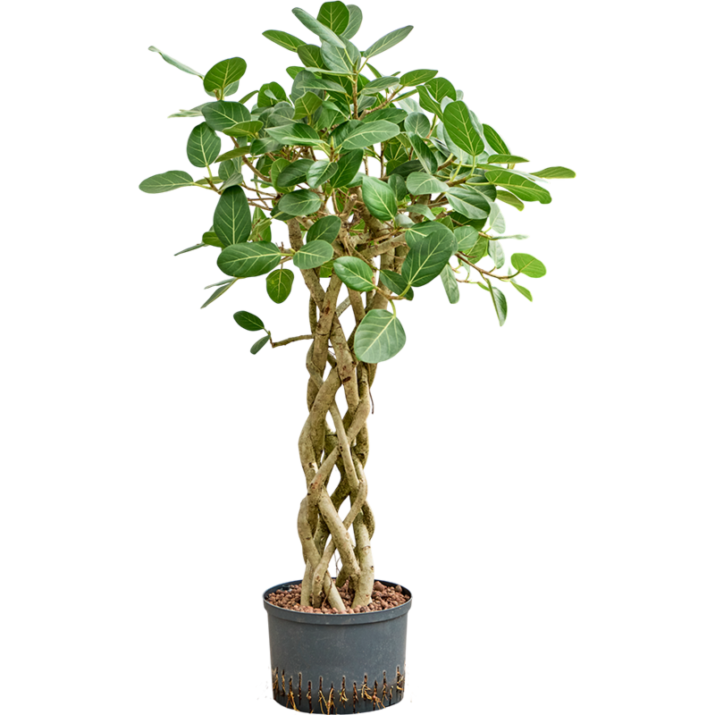 Ficus benghalensis 'Audrey'