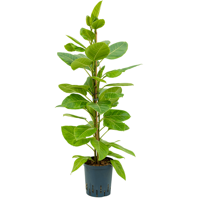 Ficus altissima 'Yellow Gem'