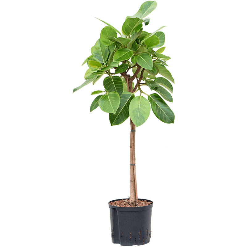 Ficus altissima 'Yellow Gem'