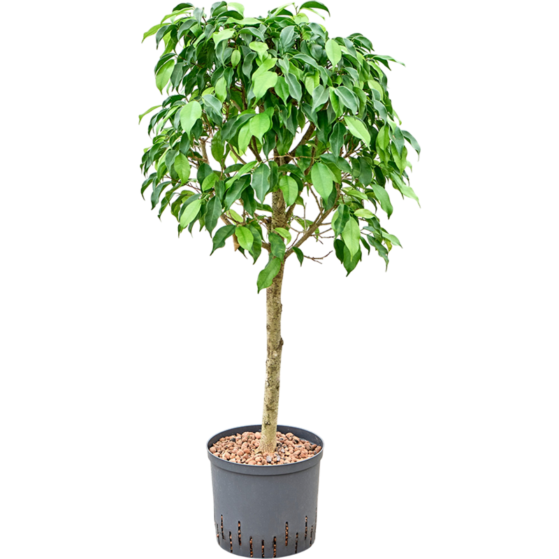 Ficus benjamina 'Columnar'