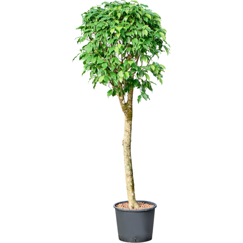 Ficus benjamina 'Columnar'