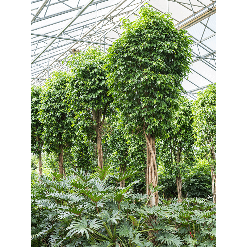 Ficus benjamina 'Columnar'
