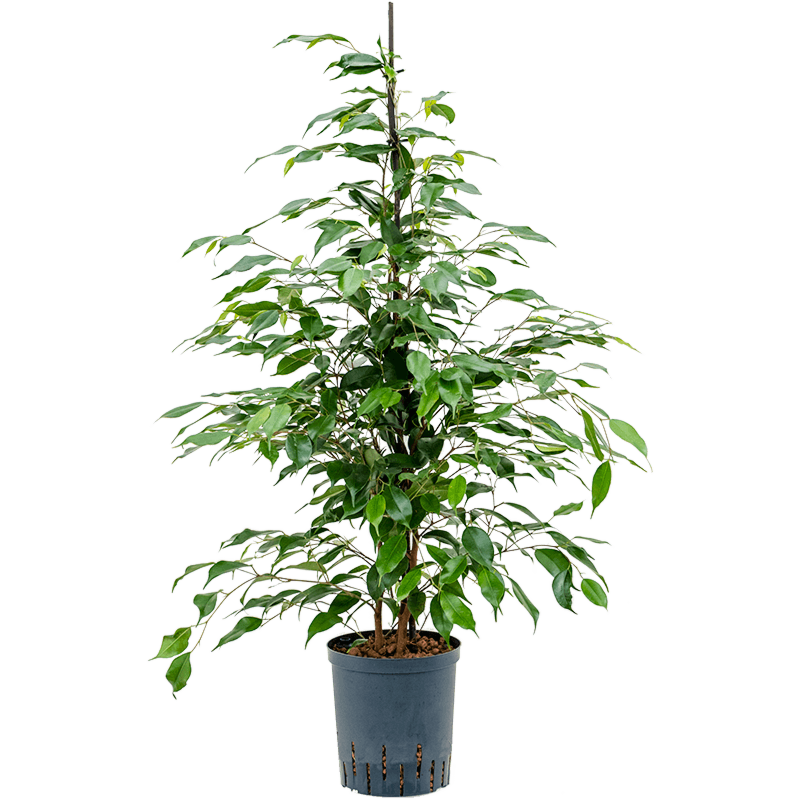 Ficus benjamina 'Danita'